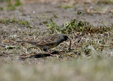 シベリアアオジ♂7175