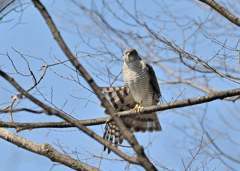 ツミ♀9560