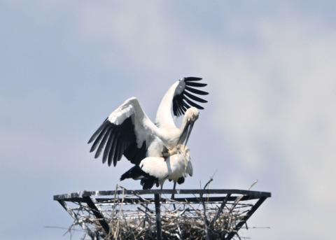 コウノトリ♂♀2074