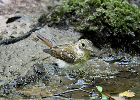 オオルリ♀幼鳥9365