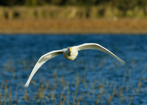 オオハクチョウ3567