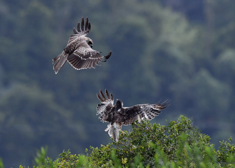 ズグロチュウヒ3324