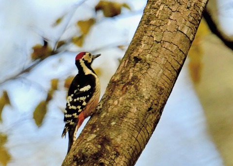 オオアカゲラ♂5515