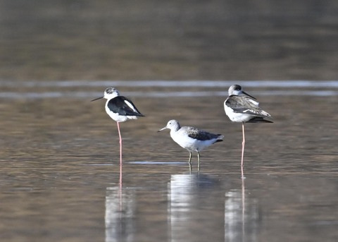 セイタカシギ6293