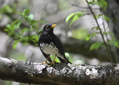 クロツグミ♂3597
