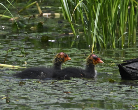 オオバンのひな6142