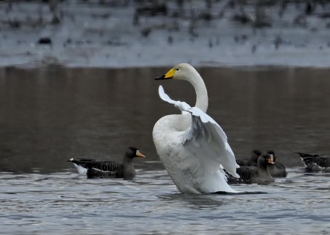 オオハクチョウ4867