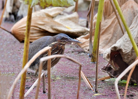 タカサゴクロサギ9832○ - コピー