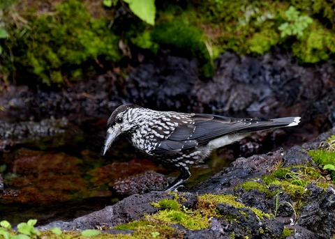 ホシガラス幼鳥3221