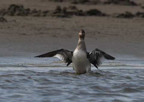 ウミアイサ♀2850