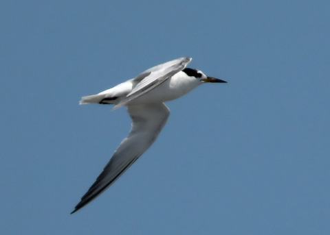 飛ぶ・コアジサシ2709