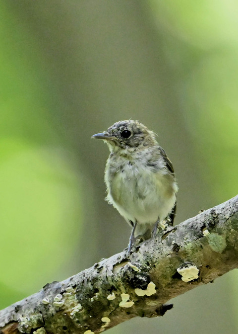 キビタキ幼鳥3594