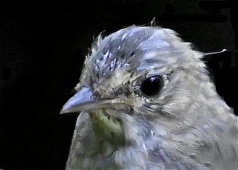 オオルリ♂幼鳥4000