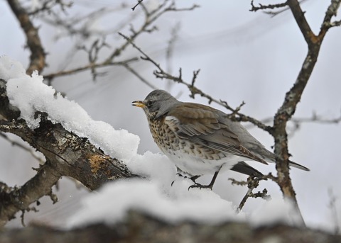 ノハラツグミ1311