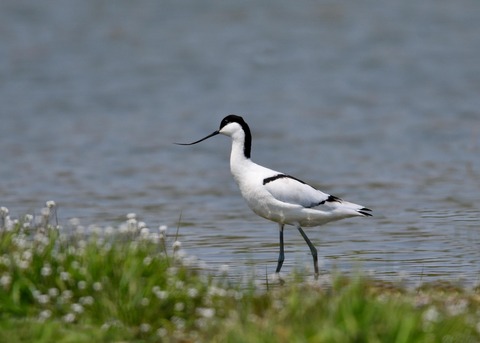 ソリハシセイタカシギ8658