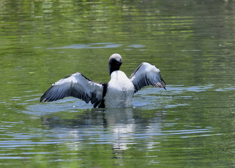 羽ばたく・シロエリオオハム9371
