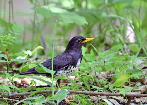 クロツグミ♂6583