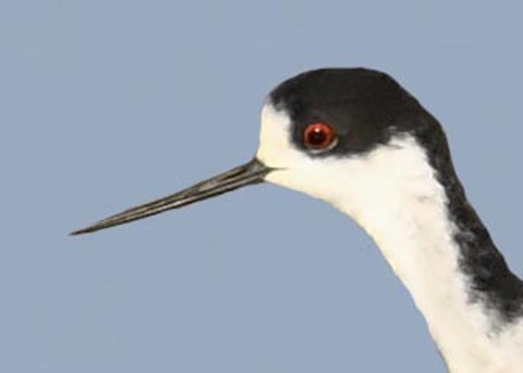 セイタカシギ♂2000