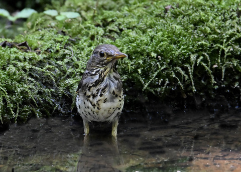 クロツグミ♂幼鳥5459