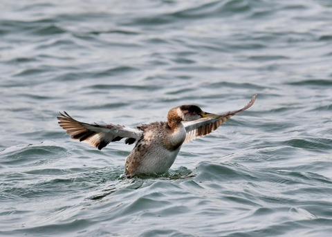 アカエリカイツブリ3743