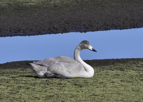 オオハクチョウ幼鳥7842