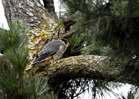 ハヤブサのヒナ①3655