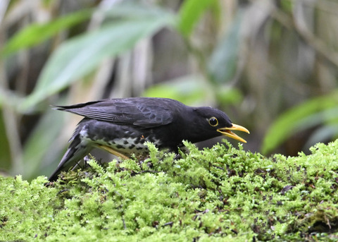 クロツグミ♂4187