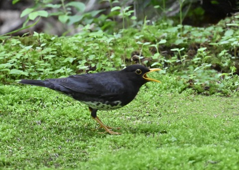 クロツグミ♂4143