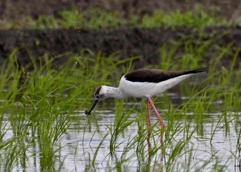 餌捕りセイタカシギ♀0105