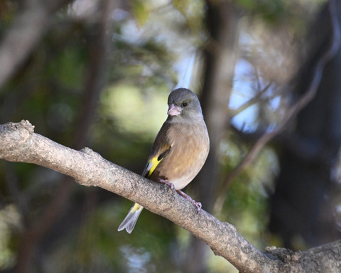 オオカワラヒワ7547