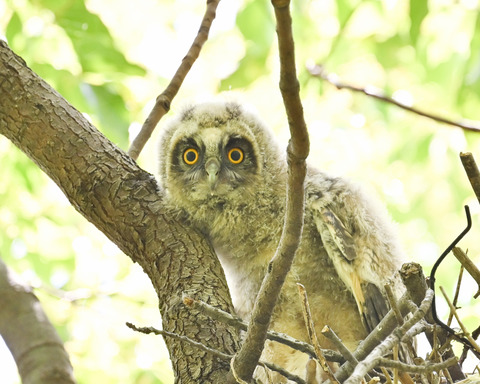 トラフズクのひな②2717