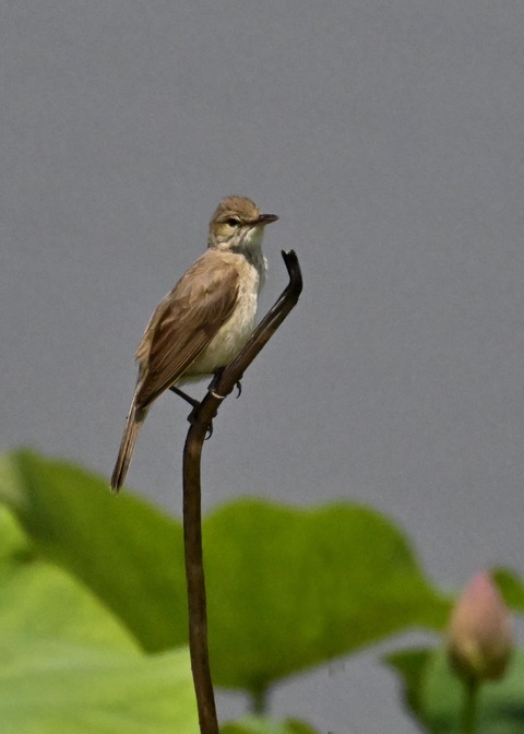 オオヨシキリ1966