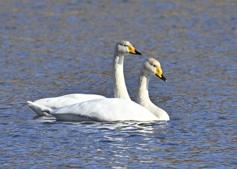 オオハクチョウ3913