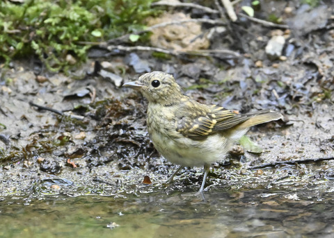 オオルリ♀幼鳥5929