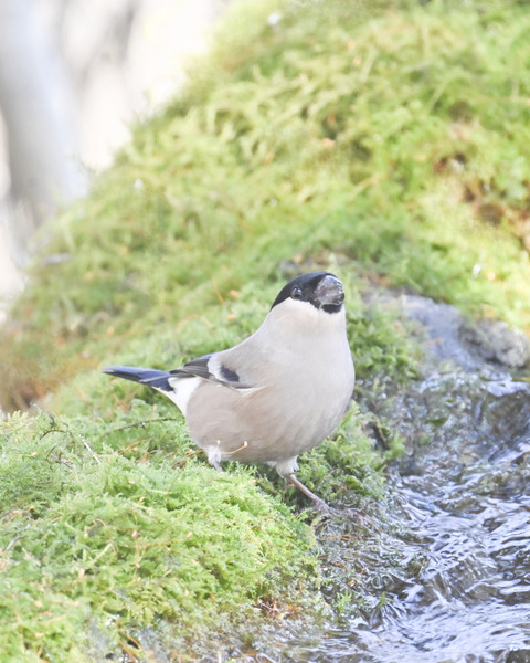 ウソ♀1275