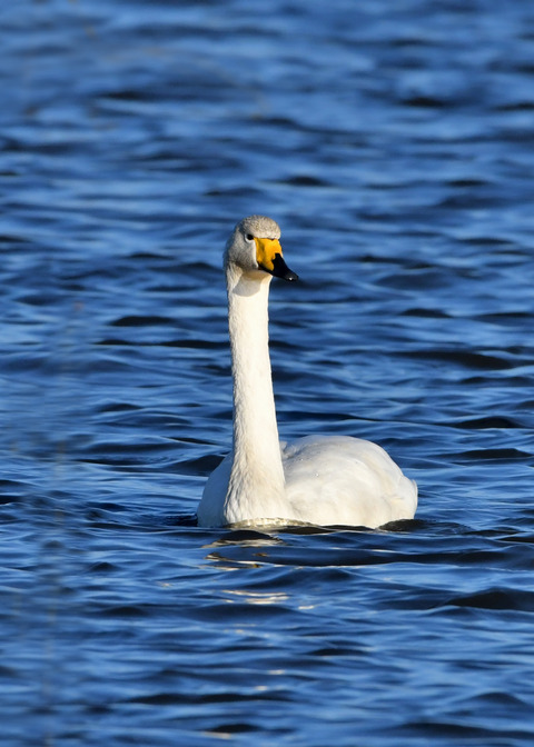 オオハクチョウ3525