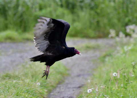 ヒメコンドル0755