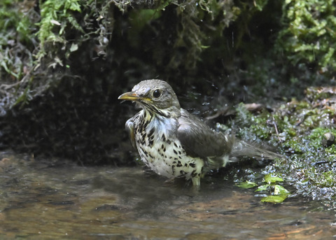 クロツグミ♀幼鳥5419