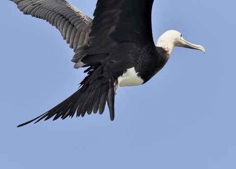 オオグンカンドリB3857