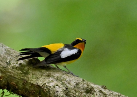 キビタキ成鳥♂5773