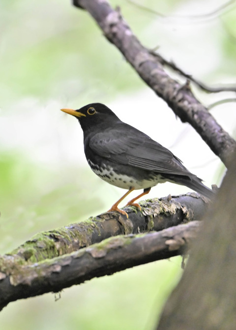 クロツグミ♂0008