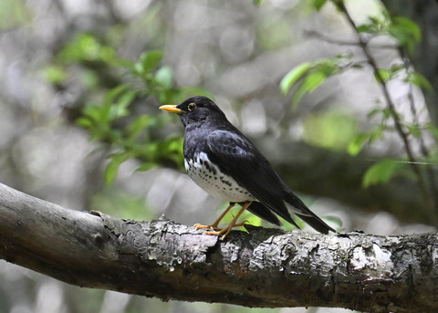 クロツグミ♂3577