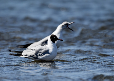 ユリカモメ夏羽9123