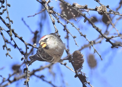 ベニヒワ♀5482