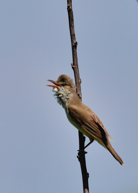 オオヨシキリ3438