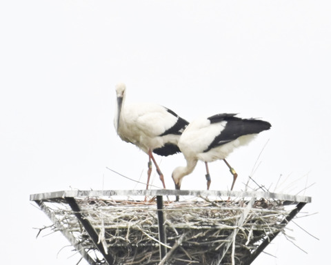 コウノトリのペアー9976