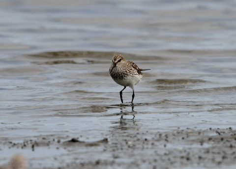 コシジロウズラシギ6280