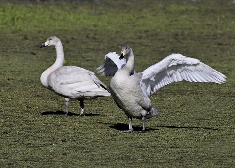 オオハクチョウ幼鳥3854