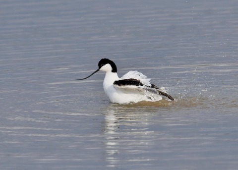 ソリハシセイタカシギ7061