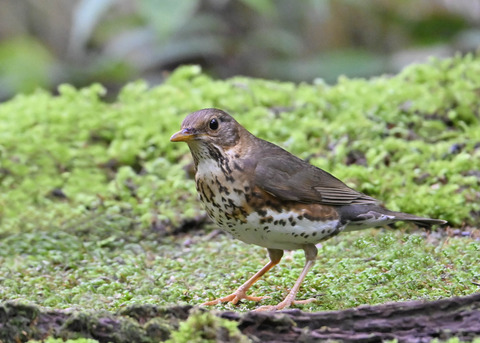 クロツグミ♀4270